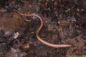 Kopparödla, Anguis fragilis